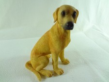 Hund Labrador Golden Retriever