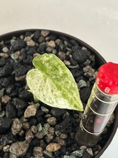 Baby Macrorrhiza Splash