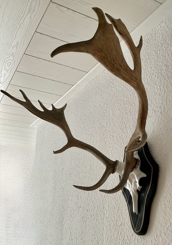 Hirschgeweih abwurfstangen auf - hirschgeweih,