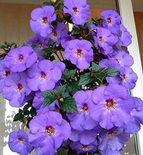 Pretty Imported Achimenes