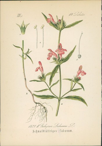 Chromolithographie - ,