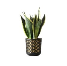 Blumentopf Pflanztopf