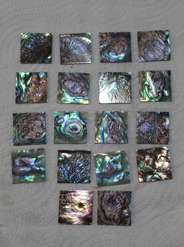 Stück abalone 25mm x - n.z.,