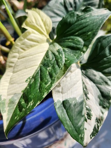 White knight syngonium - knight',