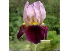 Schwertlilie 'Indian Chief'