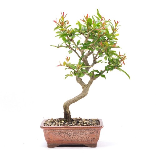 Bonsai granatapfel punica - bonsai,