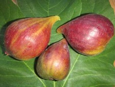 Ficus carica little miss - ficus,