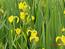 5x Iris gelb, gelbe Schwertlilie Blühpflanzen für jeden Teich Sumpfschwertlilie.