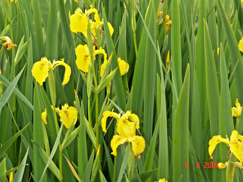 Iris gelb gelbe - gelb,,