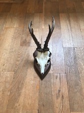 Rehbock Gehörn, Geweih