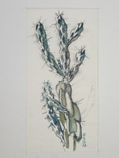 Kaktus - Monogramm Hans Strohofer Aquarell-Zeichnung - Botanik 1937