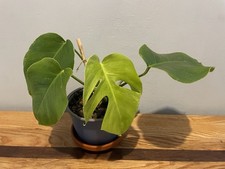 Monstera  albo variegata