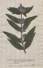 Gentiana gentian Enzian flower