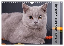 Britisch Kurzhaar Katzen (Wandkalender 2026 DIN A4 quer), CALVENDO Monatskalende