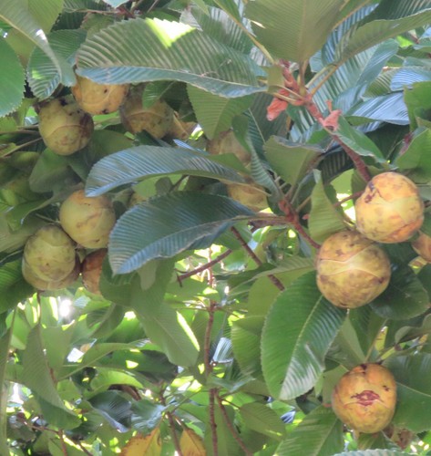 Samen chalta elefanten apfel - samen,