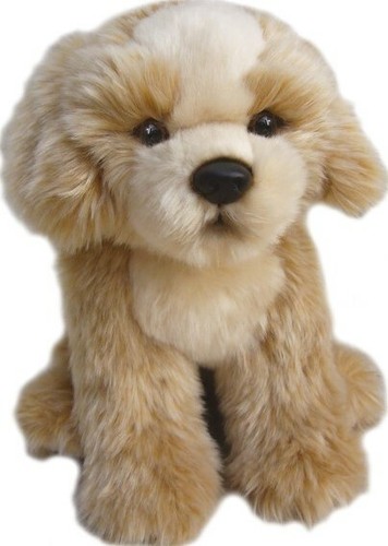 Zoll shih tzu - zoll,
