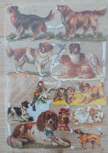 Stammbuchbild oblate hunde - stammbuchbild,