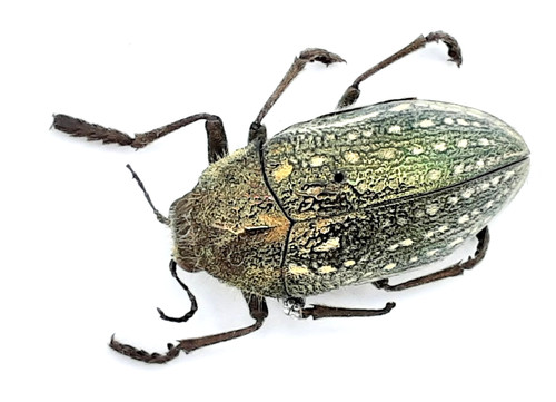 Buprestidae julodis - buprestidae,,