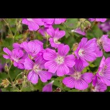 Geranium x gracile 'Sirak' - Garten-Storchschnabel 'Sirak' - 9cm Topf 