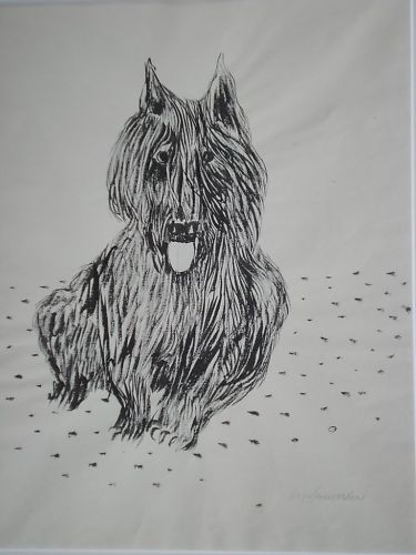 Hund scotch terrier - hund,