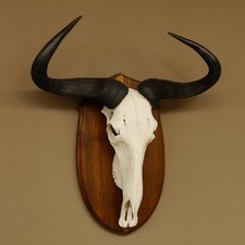 Gnu Streifengnu Schädeltrophäe HL 58 cm Afrika Schädel Trophäe Schild 88.9.48