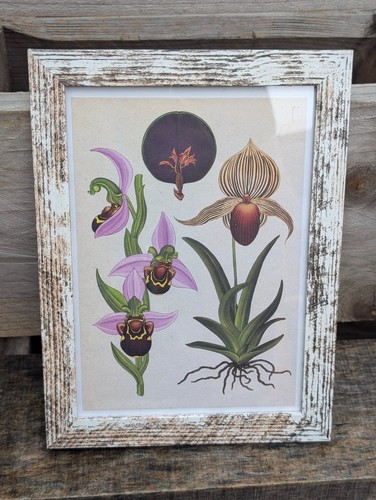 Botanische kunstpostkarte - botanische,
