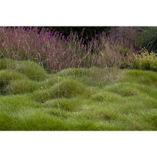 Festuca gautieri -