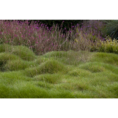 Festuca gautieri - ,