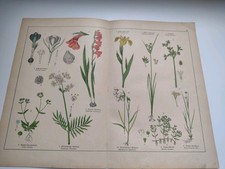 Antiker botanischer
