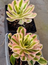 2 QUALITY 4" Hybrid Variegated
