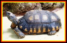 55) REPTILIEN-SCHILDKRÖTEN