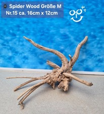 🪸 Moorkienwurzel-