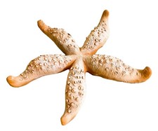 Galestro Terracotta, Stella