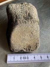 Fossil kreidezeit - fossil,