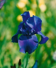 Iris x barb.-elat. 'Matinata'