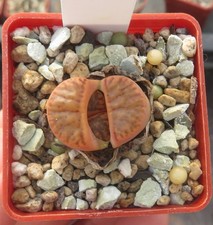 Lithops bromfieldii cv Red