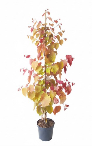 Cercis canadensis eternal - cercis, 'eternal