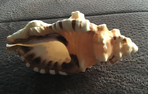 Besondere schnecke - besondere,
