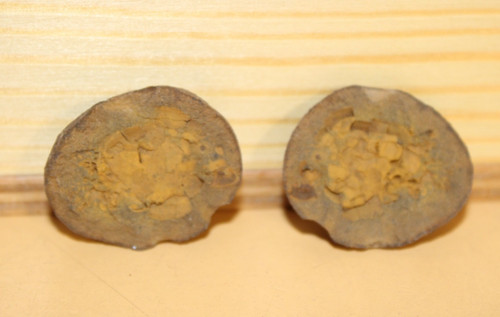 Mitrocystites mitra