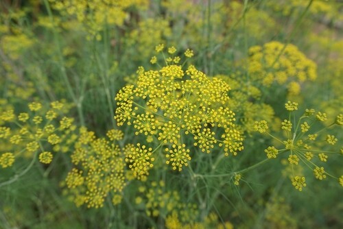 500 samen fenchel foeniculum - samen,