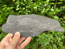 Palaeoniscum freislebeni - freislebeni,