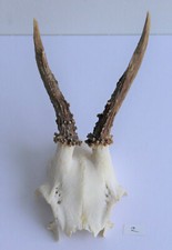 Rehgeweih Horn Jagd Rehbock Deko schädelechte Jagdtrophae Natur Deko Tracht Nr.2