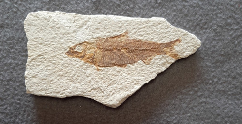 Versteinerung fisch fossilien - versteinerung,
