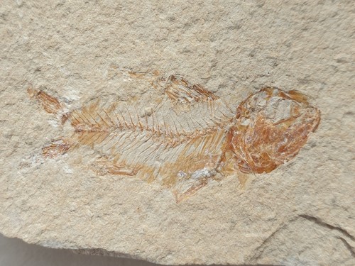 Toller fossiler fisch - fisch, kreide