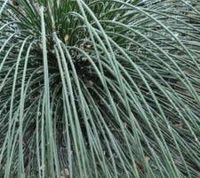 Agave ornithobroma | Maguey