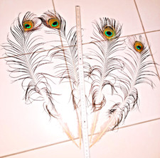 4  natürliche Pfauenfedern Pfauenauge Pfauenfeder 40 - 47 cm Deko Vasen-Schmuck