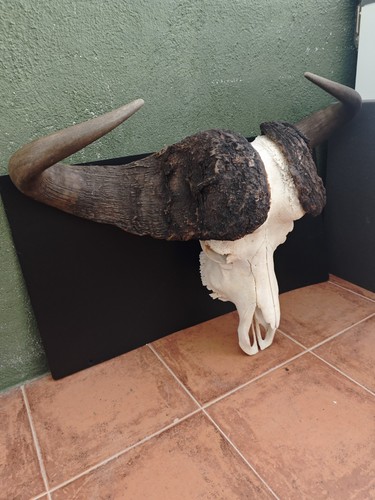 Büffel schädel skull - büffel,
