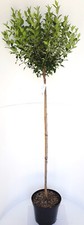 Prunus fruticosa globosa - prunus,