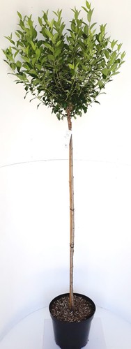 Prunus fruticosa globosa - fruticosa,
