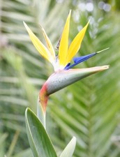 Gelbblühende Strelitzie (Paradiesvogelblume) Mandelas Gold, Pflanze